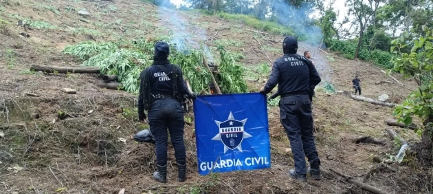 En Tuzantla, SSP y la Defensa Nacional  incineran más de mil 820 kilogramos de marihuana 